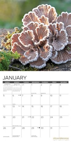 Mushrooms 2025 Mini [KSIĄŻKA]