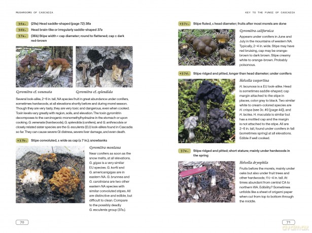 Mushrooms of Cascadia: An Illustrated Key to the Fungi of the Pacific Northwest - Michael Beug [KSIĄŻKA]