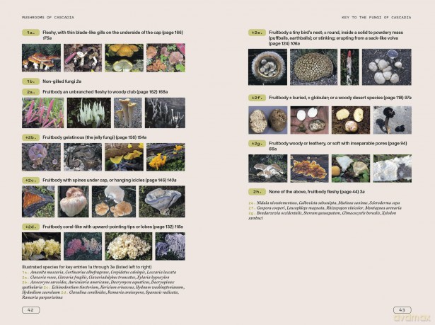 Mushrooms of Cascadia: An Illustrated Key to the Fungi of the Pacific Northwest - Michael Beug [KSIĄŻKA]