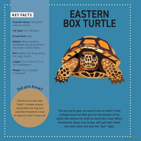 My Sticker Paintings: Reptiles: 10 Awesome Animals - Logan Powell [KSIĄŻKA]