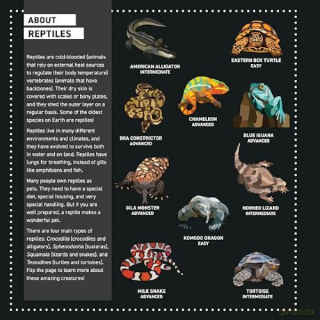 My Sticker Paintings: Reptiles: 10 Awesome Animals - Logan Powell [KSIĄŻKA]