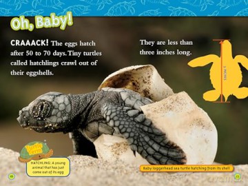 National Geographic Readers: Superstars of the Sea Collection (Level 2) (National Geographic Kids Readers) - National Geographic Kids [KSIĄŻKA]