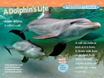 National Geographic Readers: Superstars of the Sea Collection (Level 2) (National Geographic Kids Readers) - National Geographic Kids [KSIĄŻKA]