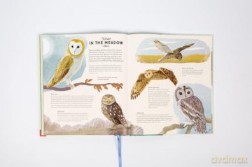 National Trust: A Story of the Seasons: Discover nature through the year - Anna Wilson [KSIĄŻKA]