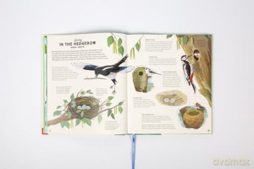 National Trust: A Story of the Seasons: Discover nature through the year - Anna Wilson [KSIĄŻKA]