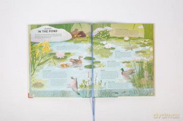 National Trust: A Story of the Seasons: Discover nature through the year - Anna Wilson [KSIĄŻKA]