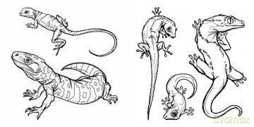 Natural History: Create Your World [KSIĄŻKA]