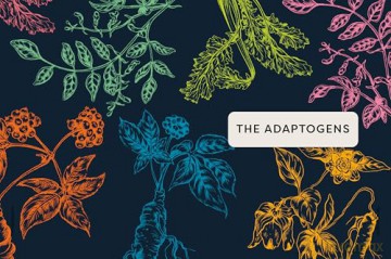 Nature's Apothecary: Harness the healing power of herbs, mushrooms and other adaptogens - Paula Grainger [KSIĄŻKA]