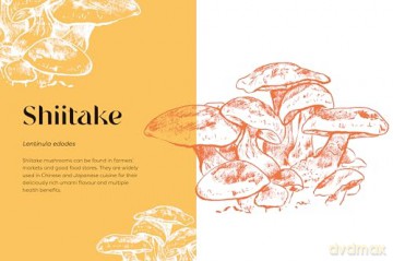 Nature's Apothecary: Harness the healing power of herbs, mushrooms and other adaptogens - Paula Grainger [KSIĄŻKA]