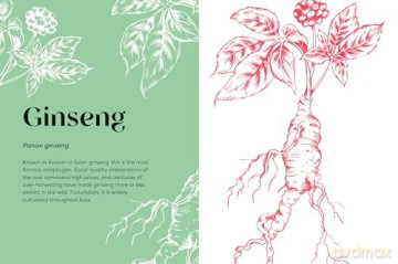 Nature's Apothecary: Harness the healing power of herbs, mushrooms and other adaptogens - Paula Grainger [KSIĄŻKA]