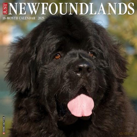 Newfoundlands 2025 Wall [KSIĄŻKA]