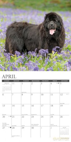 Newfoundlands 2025 Wall [KSIĄŻKA]