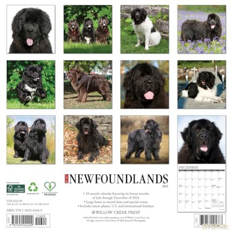 Newfoundlands 2025 Wall [KSIĄŻKA]