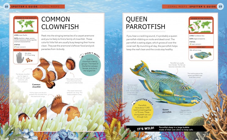 Ocean Creatures: A Spotter's Guide - Sabrina Weiss [KSIĄŻKA]