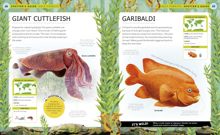 Ocean Creatures: A Spotter's Guide - Sabrina Weiss [KSIĄŻKA]