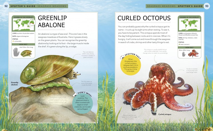 Ocean Creatures: A Spotter's Guide - Sabrina Weiss [KSIĄŻKA]