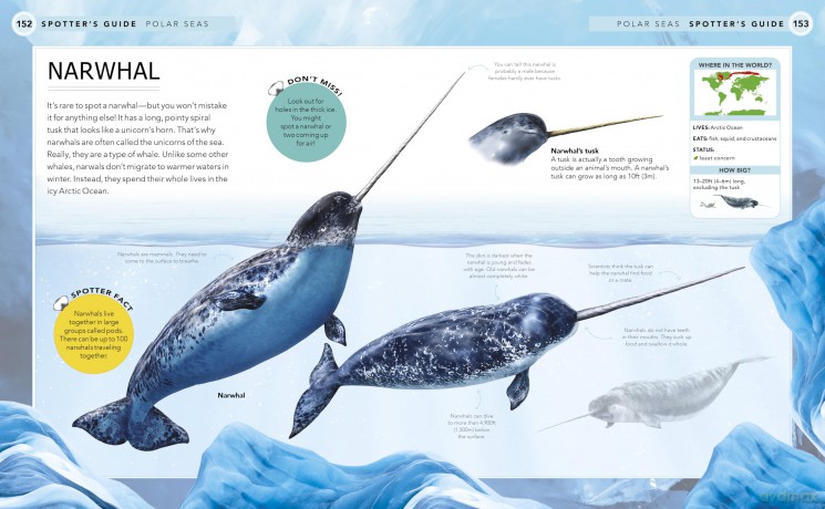 Ocean Creatures: A Spotter's Guide - Sabrina Weiss [KSIĄŻKA]