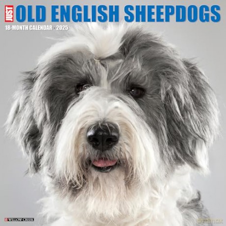 Old English Sheepdogs 2025 Wall [KSIĄŻKA]