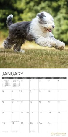 Old English Sheepdogs 2025 Wall [KSIĄŻKA]