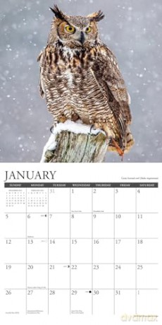 Owls 2025 Wall [KSIĄŻKA]