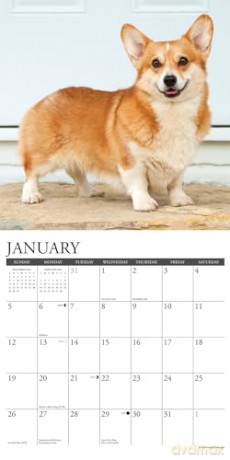 Pembroke Corgis 2025 Wall [KSIĄŻKA]