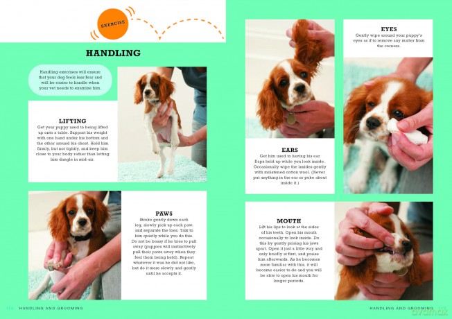 Perfect Puppy: The classic puppy training book now fully revised and updated - Gwen Bailey [KSIĄŻKA]