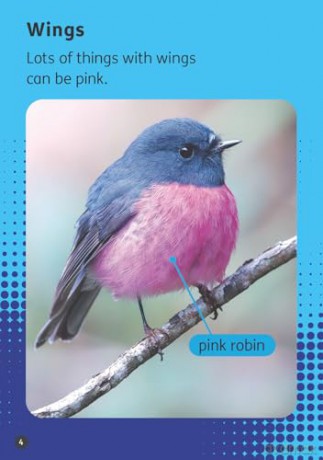 Pink - Little Wandle high-low decodable reader for ages 7+ (Striders Phonics Readers) - Sasha Morton [KSIĄŻKA]