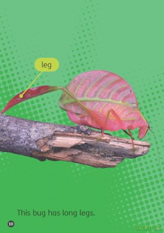 Pink - Little Wandle high-low decodable reader for ages 7+ (Striders Phonics Readers) - Sasha Morton [KSIĄŻKA]