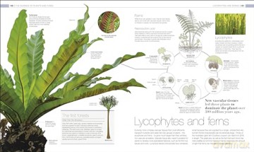 Plants and Fungi: The Definitive Visual Guide (DK Definitive Visual Encyclopedias) [KSIĄŻKA]