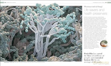 Plants and Fungi: The Definitive Visual Guide (DK Definitive Visual Encyclopedias) [KSIĄŻKA]