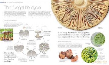 Plants and Fungi: The Definitive Visual Guide (DK Definitive Visual Encyclopedias) [KSIĄŻKA]