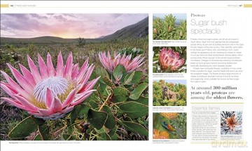 Plants and Fungi: The Definitive Visual Guide (DK Definitive Visual Encyclopedias) [KSIĄŻKA]