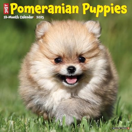 Pomeranian Puppies 2025 Wall [KSIĄŻKA]