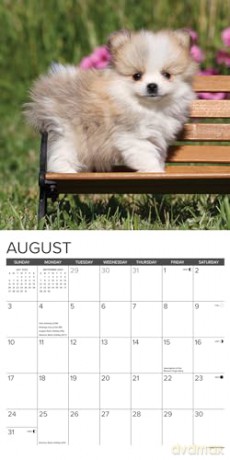 Pomeranian Puppies 2025 Wall [KSIĄŻKA]