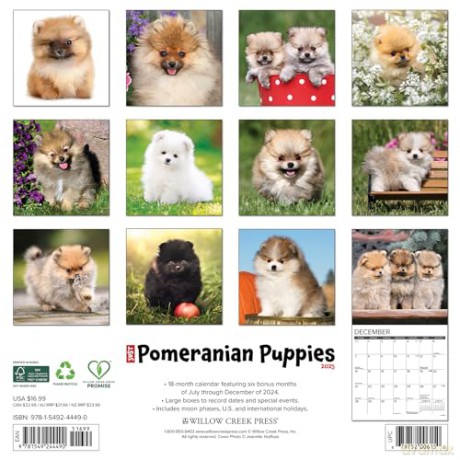Pomeranian Puppies 2025 Wall [KSIĄŻKA]