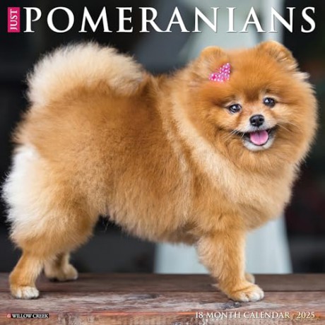 Pomeranians 2025 Wall [KSIĄŻKA]