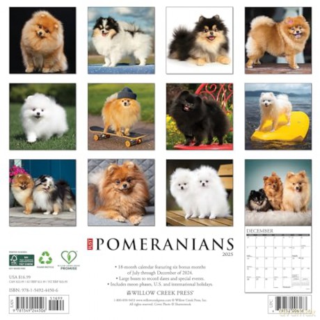 Pomeranians 2025 Wall [KSIĄŻKA]