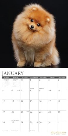 Pomeranians 2025 Wall [KSIĄŻKA]