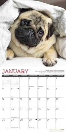 Pug Mugs 2025 Wall [KSIĄŻKA]
