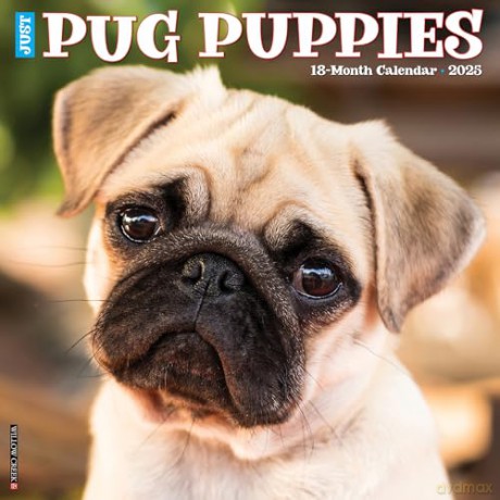 Pug Puppies 2025 Wall [KSIĄŻKA]