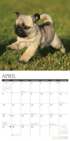 Pug Puppies 2025 Wall [KSIĄŻKA]