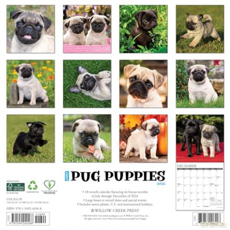Pug Puppies 2025 Wall [KSIĄŻKA]