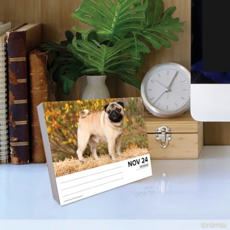 Pugs 2025 Box [KSIĄŻKA]
