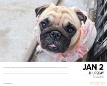 Pugs 2025 Box [KSIĄŻKA]