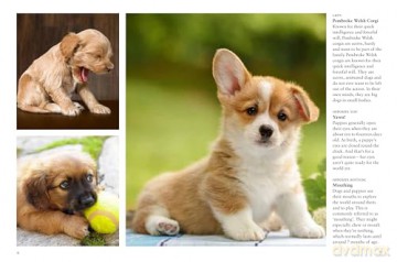 Puppies (Mini Animals) (Mini Encyclopedias) - Tom Jackson [KSIĄŻKA]