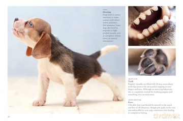 Puppies (Mini Animals) (Mini Encyclopedias) - Tom Jackson [KSIĄŻKA]