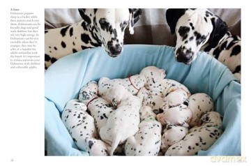 Puppies (Mini Animals) (Mini Encyclopedias) - Tom Jackson [KSIĄŻKA]