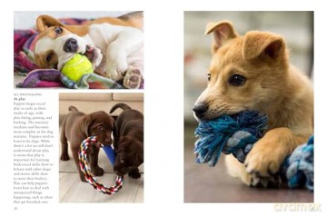 Puppies (Mini Animals) (Mini Encyclopedias) - Tom Jackson [KSIĄŻKA]