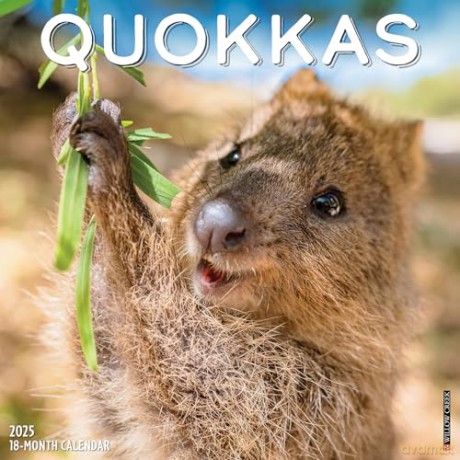 Quokkas 2025 Wall [KSIĄŻKA]
