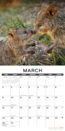 Quokkas 2025 Wall [KSIĄŻKA]